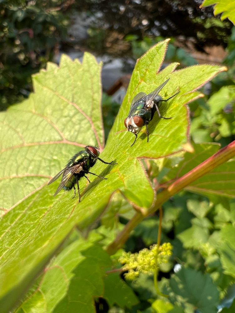 Closeup photo of two common houseflies perched on a grape leaf facing each other.