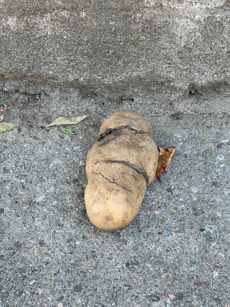 It’s a potato on the sidewalk.