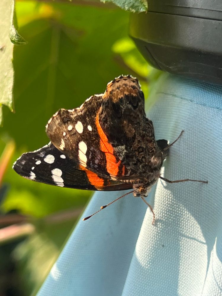 Closeup photo of a butterfly with brown wings, an orange stripe and white dots. It’s perched on some patio furniture sunning itself.