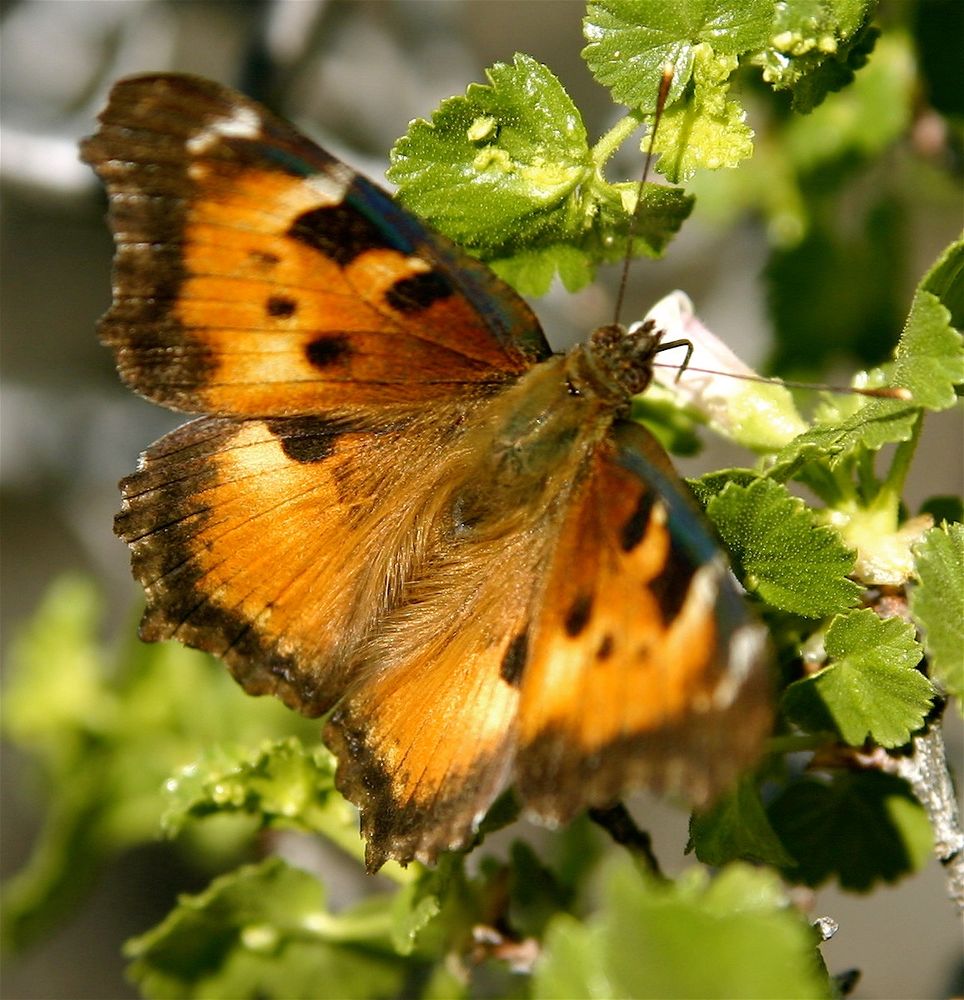 A beautiful black and yellow butterfly resting on the leaves of a plant. I don’t know what species it is.