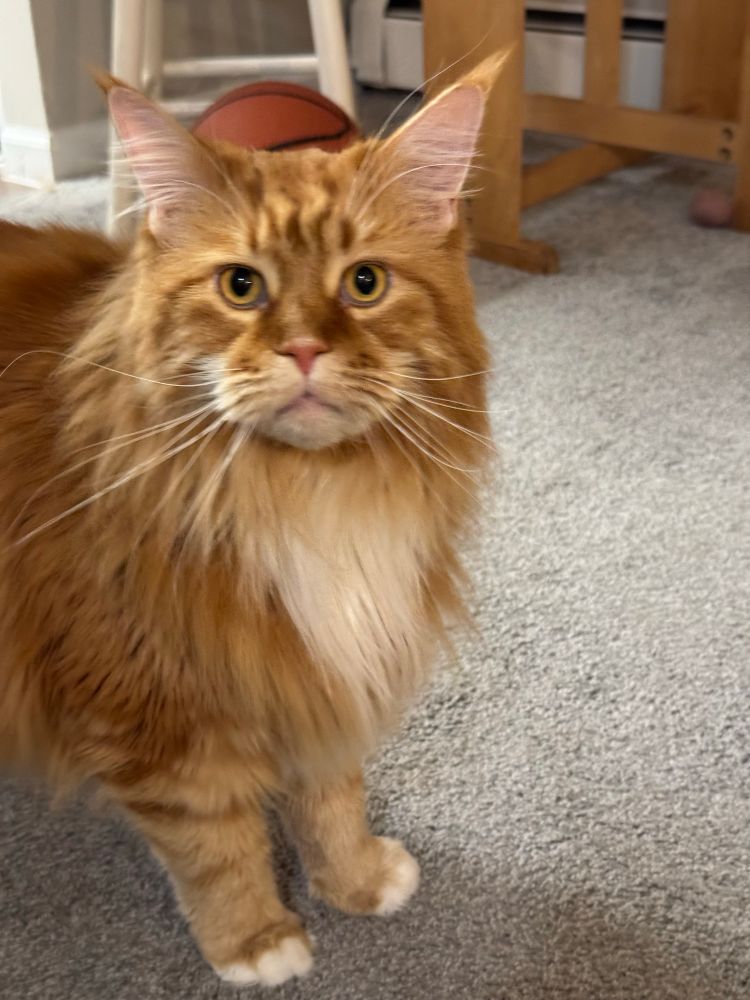 an orange main coon cat standing on a carpet floor and looking at the camera. there's a table in the background.