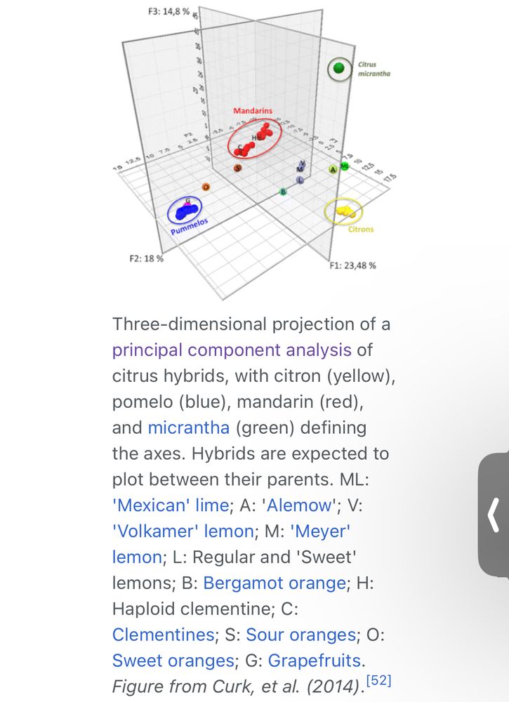 an image from wikipedia showing the 3d projection of the principal components of citrus hybrids. 

the caption reads "Three-dimensional projection of a principal component analysis of citrus hybrids, with citron (yellow), pomelo (blue), mandarin (red), and micrantha (green) defining the axes. Hybrids are expected to plot between their parents. ML: 'Mexican' lime; A: 'Alemow'; V: 'Volkamer' lemon; M: 'Meyer' lemon; L: Regular and 'Sweet' lemons; B: Bergamot orange; H: Haploid clementine; C: Clementines; S: Sour oranges; O: Sweet oranges; G: Grapefruits. Figure from Curk, et al. (2014).[52]"