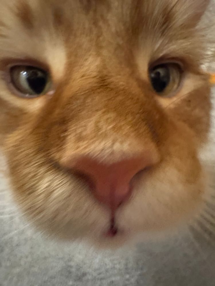 an orange main coon cat sniffing the camera. the photo was taken in 0.5 so he looks glumpy. 