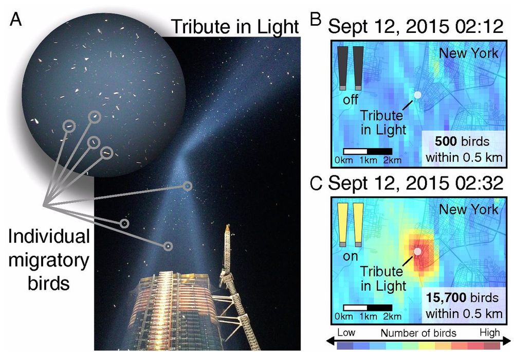 Left panel: the spotlights at the 9/11 memorial site in NYC, with individual migratory birds highlighted by grey circles. Right panel: Top showing minimal bird density (blue contours) while the lights are off. Bottom showing a substantial increase when turned on (red contours)