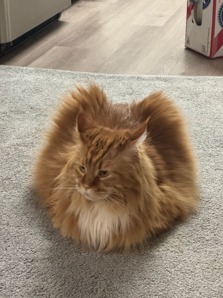 an orange maine coon cat sitting on the floor. he's looking away from the camera and appears to be deep in thought.