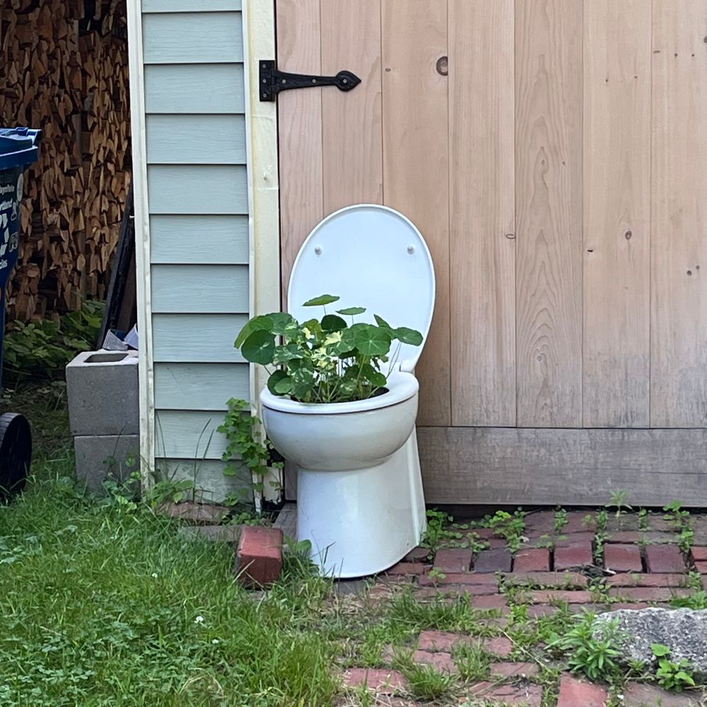 A toilet in someone’s front yard with a plant growing out of it
