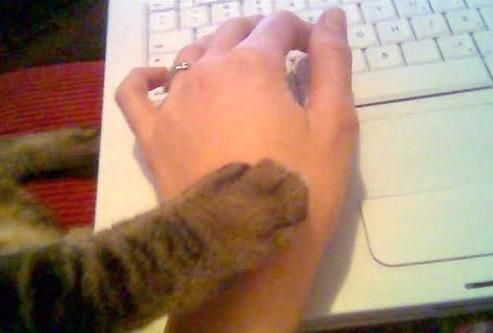 A cat paw resting on a human hand asking it to stop posting on the internet