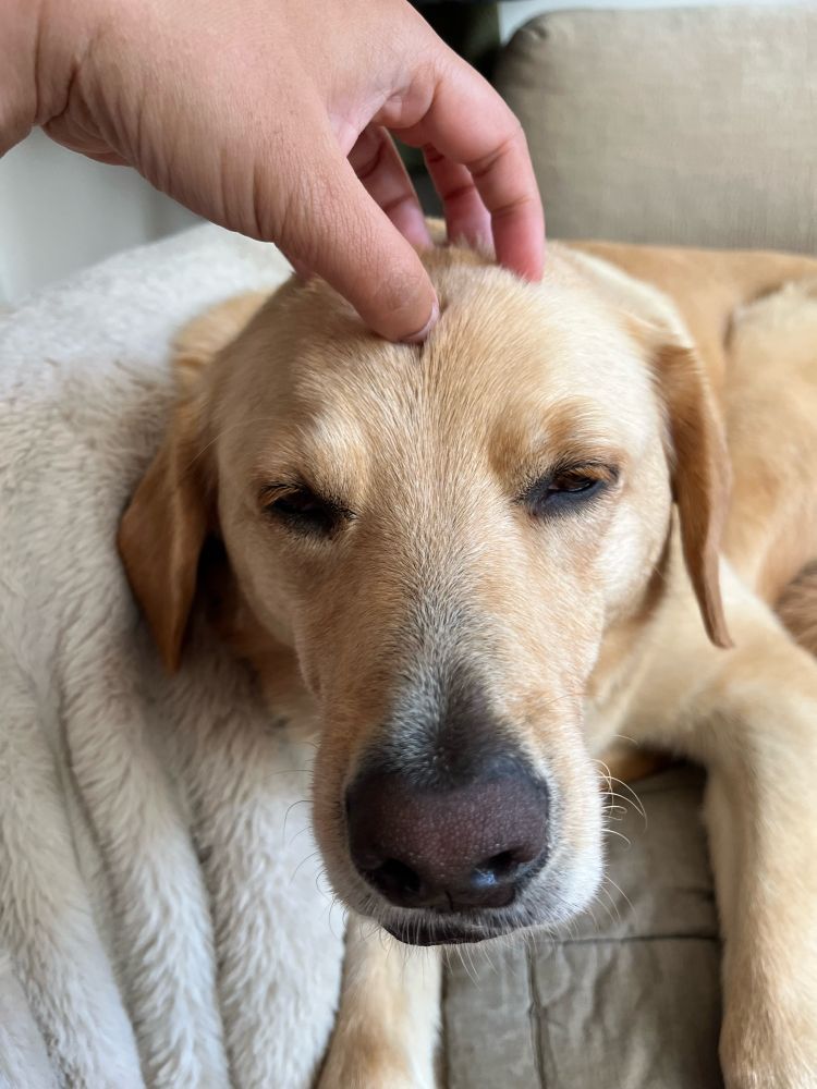 Luka, a yellow lab, eyes half open lookin real sleepy