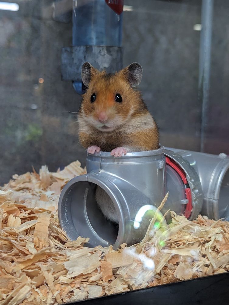 Short hair Syrian hamsters with his upper half out of a plastic tube