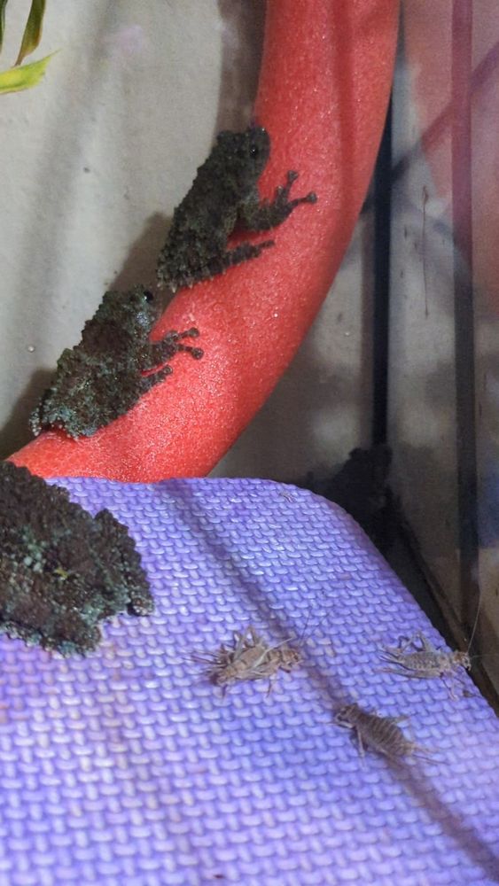 The frogs look for prey, yet they find none (it's next to their foot)