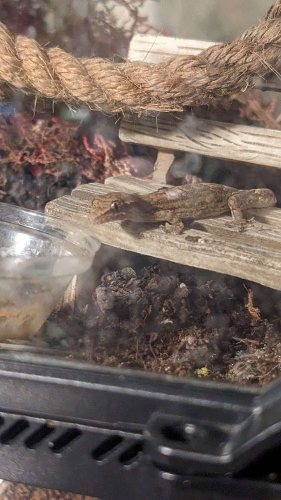 Tiny mourning gecko on a tiny bench