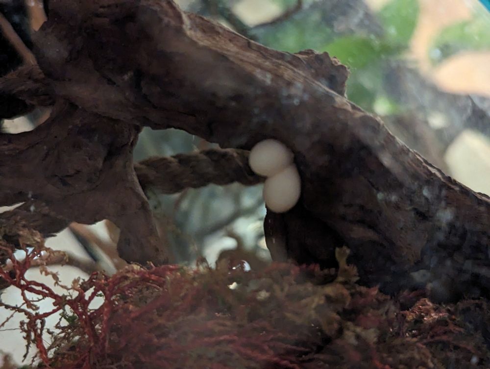 Her eggs! Mourning geckos reproduce via parthenogenesis! There are no male mourning geckos and all eggs laid by them are clones!