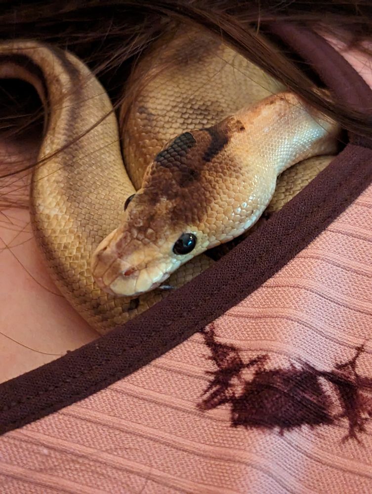 Champagne paradox ball python curled up under a shirt poking her head and tail out