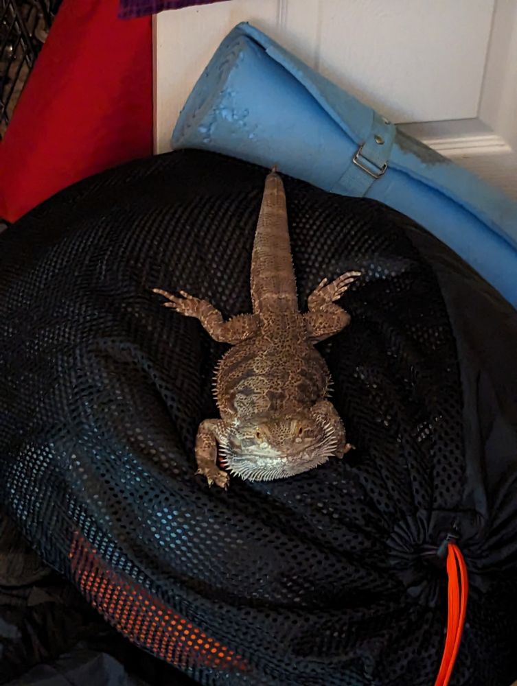 The beardie do a sploot in a soft thing