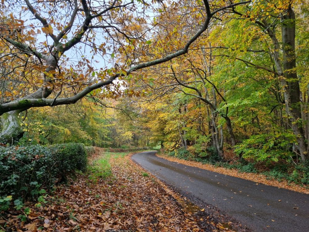 A tarmacked lane lined with autumn leaves on the ground and autumnal colours on the surrounding trees.