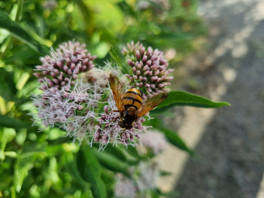 Insect that looks a but like a wasp on a pink and white flower. 