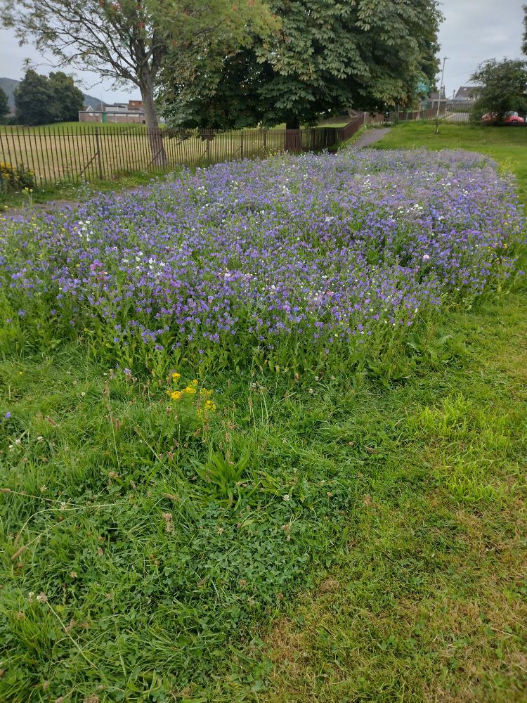 Wild flowerbed in a grassy park 