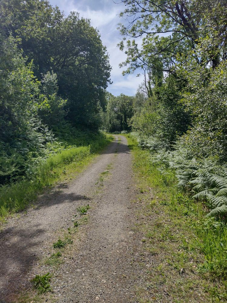 Footpath through trees 