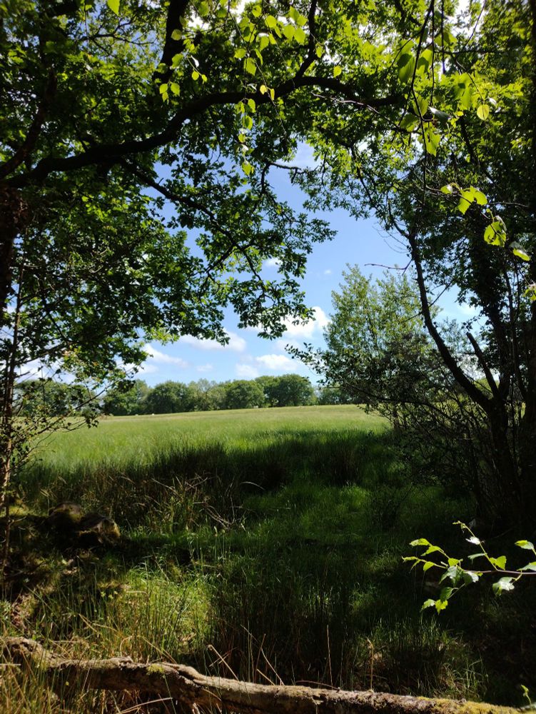 Field seen through trees 