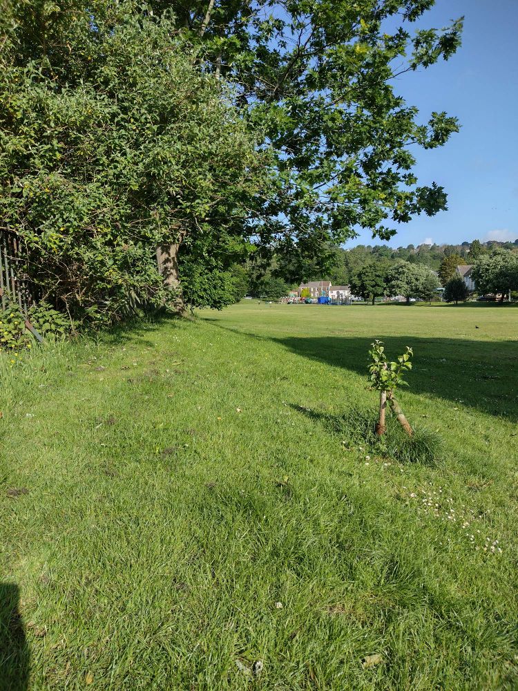 Park with trees on a sunny morning 
