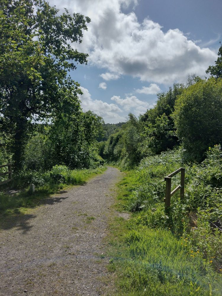 Footpath at the edge of a wood with blue sky in the background 