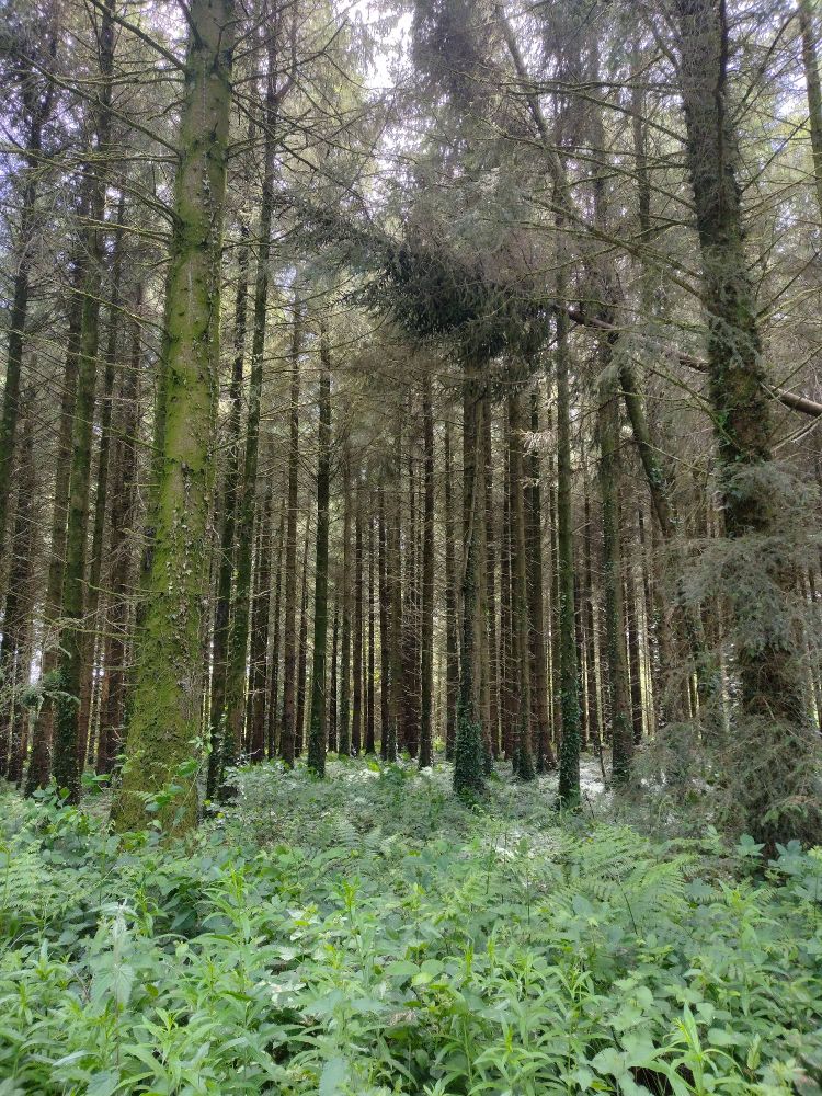 Tall fir trees