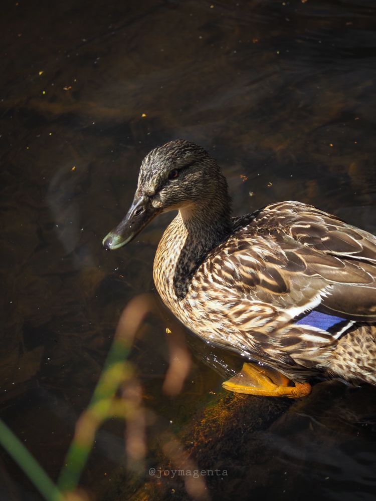Photo of a female mallard duck standing on a log in shallow water. She’s in direct sunlight, highlighting her brown and white feathers, the patch of blue on her wing, her bright orange webbed feet, and even a bit of pale green at the tip of her beak. Some long green grass is out-of-focus in the foreground, and the surrounding water is clear, showing a brownish river bed. 