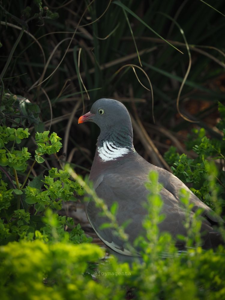 Photo of a wood pigeon in profile walking through tall (for the pigeon) greenery. The tip of the pigeon’s beak is lit by sunlight, highlighting it vibrant orange. The greenery in the foreground is also highlighted by the sun. The background is dark green grass, with some shiny highlights. The pigeon is bright-eyed with a pretty white and teal neck patch. 