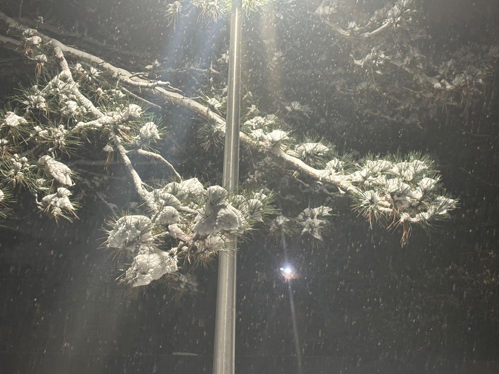 snowy pine branches below a streetlight, illuminating falling snow