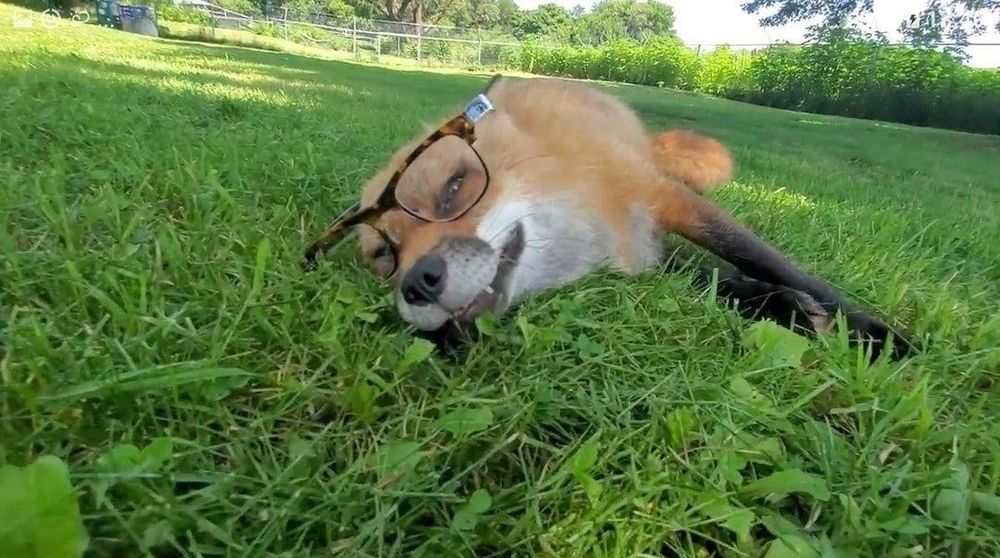 A fox laying in grass. It is wearing glasses which are slightly off-kilter.