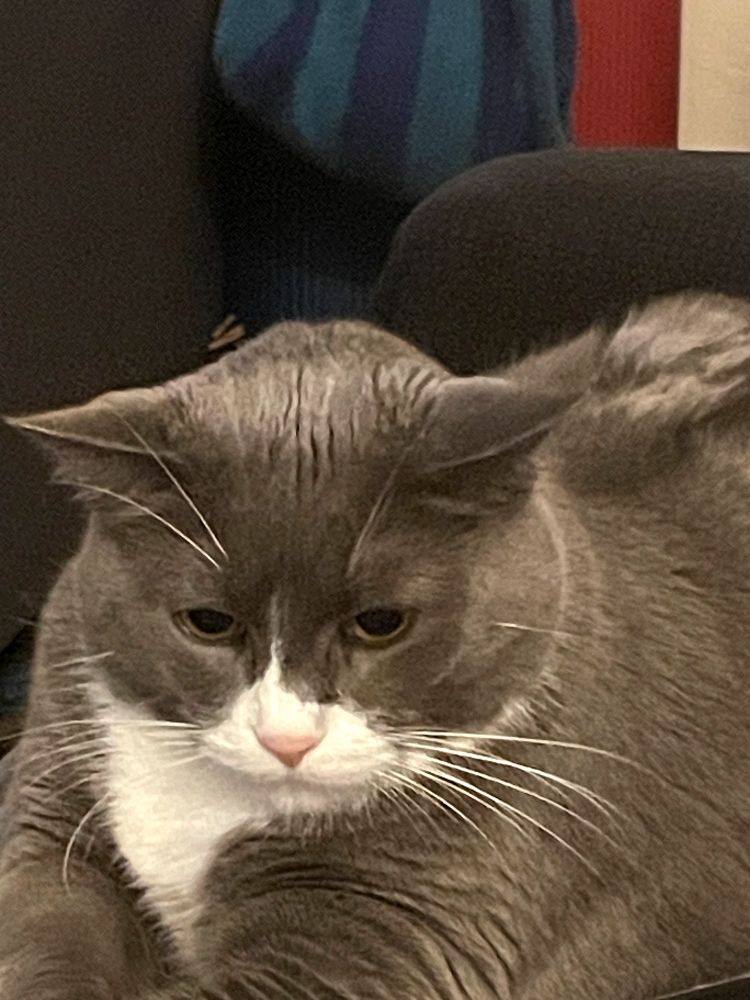 Image of a fatass grey tuxedo cat, head downturned and tucked in with some fat rolls