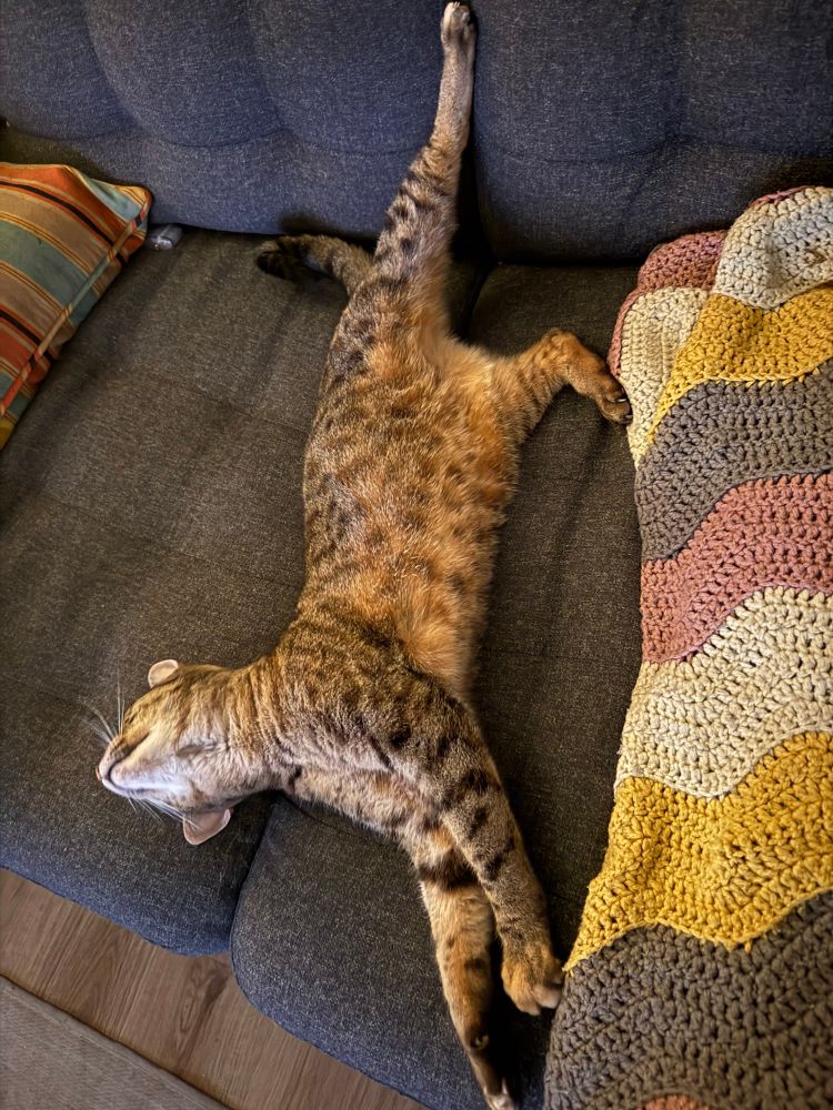 a cat stretches out on a dark grey sofa 