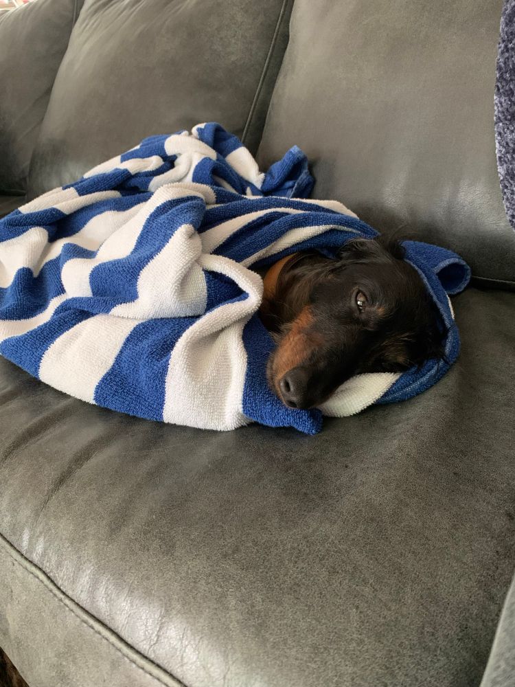 A dachshund lies on a couch wrapped in a blue and white striped towel 