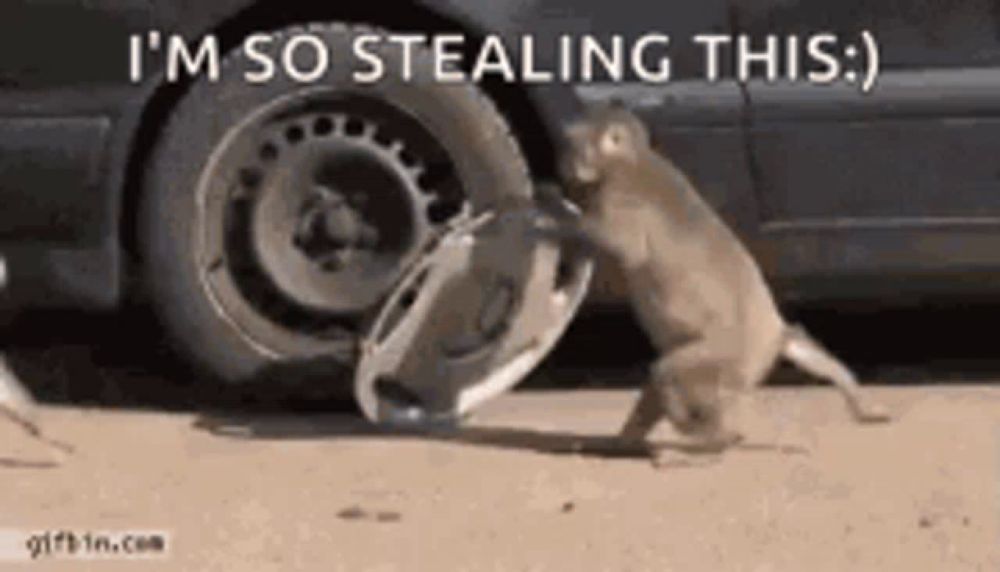 a monkey is stealing something from a car .