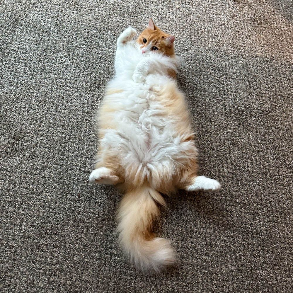 My cat lying with his belly up on the carpet