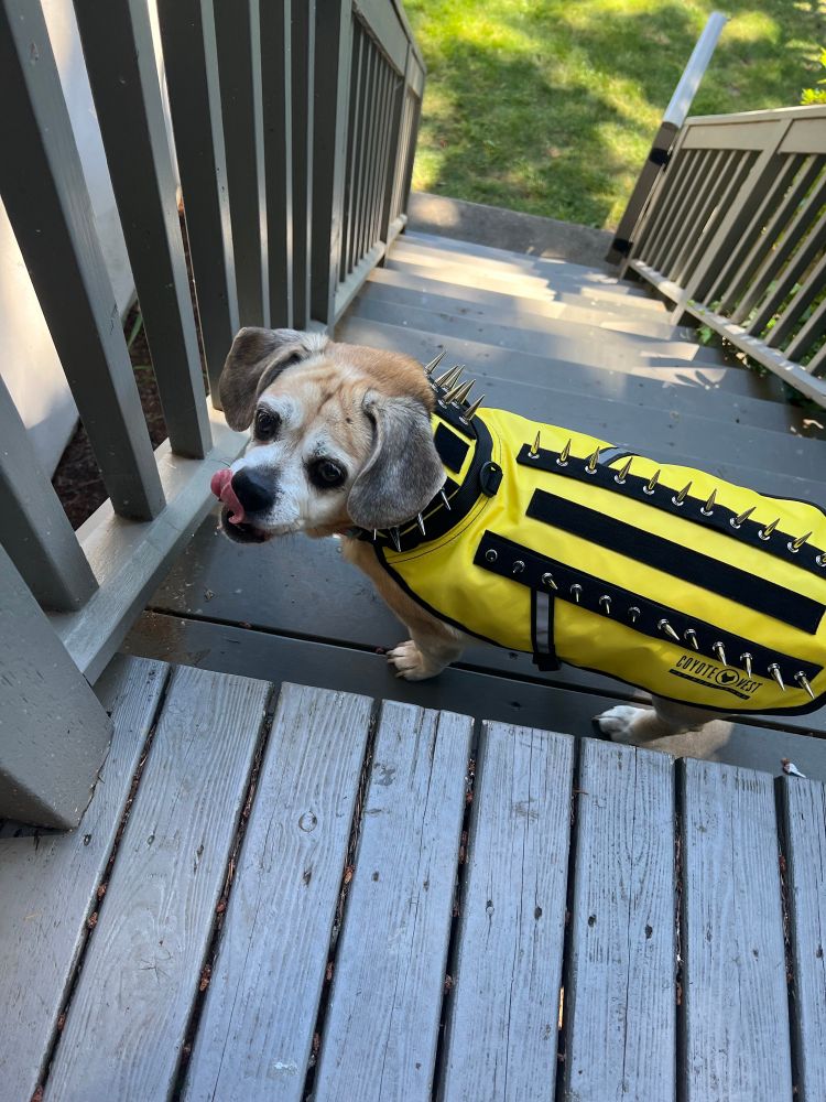 A cute, elderly, fawn-colored puggle is wearing a high visibility bright yellow Coyote Vest with punk rock-style spikes attached to it for protection. Her name is Grace Anne. She has large, floppy ears that feel like a soft brown velvet. She nearly looks like a puppy, but the white fur around her eyes and nose betrays her age. She is standing at the top of some grey-painted wooden stairs that lead down into a sunny patch of grass that is shaded by a few large out-of-frame pine trees. She is looking back towards the photographer while nervously licking her nose, unsure about this new outfit. At the bottom of the stairs there is a grey concrete landing and a wooden gate with black hinges swung open. The gate is painted the same color as the stairs.

On the vest, there is a row of spikes circling her neck and two parallel strips of spikes running long-ways down her back, slightly off-center. There is a third velcro strip running down the middle of her back, which can be used to add optional porcupine-y spines that are not present in the photo.

The photographer is standing on a wooden deck that is painted the same grey color and connected to the top of the stairs. He is encouraging Grace to scamper down the stairs and do her business, which she will eventually do.

Grace loved being outside on this deck. As she got older, she lost most of her senses, but her nose remained sharp to the very end. She would lie out here in the sun for hours, just sniffing around, occasionally barking at some smelled but unseen critter. Approximately two years after this photo was taken, Grace was 16 years old and her body started to give out all at once. We unfortunately had to put her down. A vet came to our home so we could say goodbye on her favorite deck.

A year later, our (now) 3 year old daughter occasionally asks about Grace: "Where's Gracie? Did she go home?"

She did.