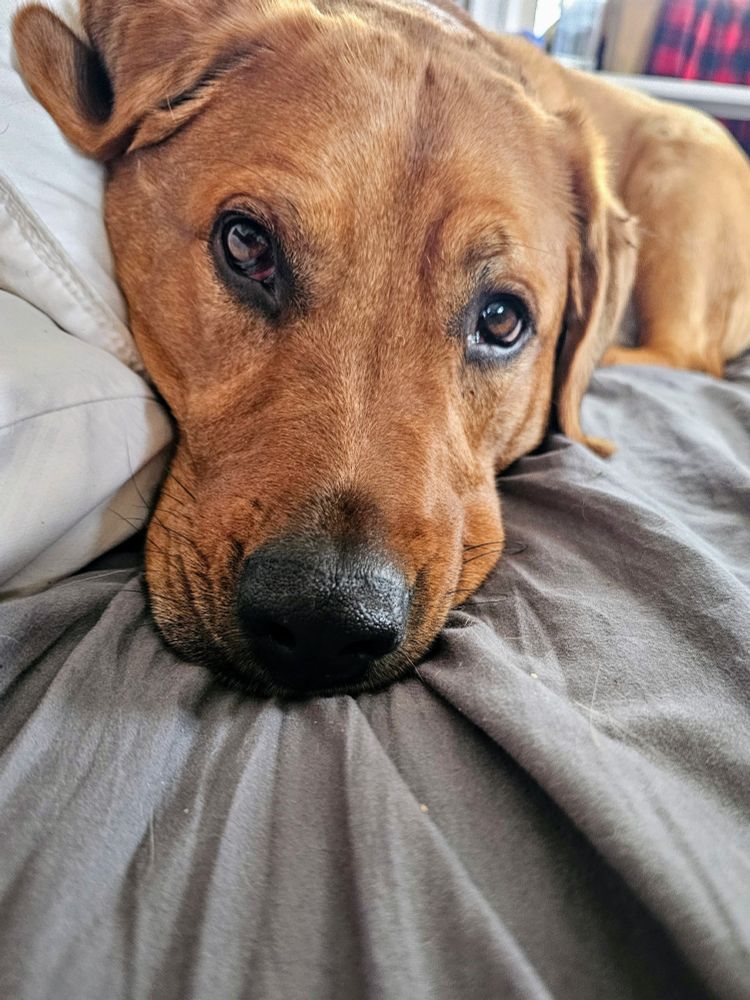 Lab/Bassett/Corgi mix, wide eyed, looking at camera. 