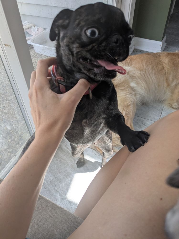 One year old blue merle pug with one blue eye and one brown out trying to climb into my lap. She looks crazed and her tongue is out.