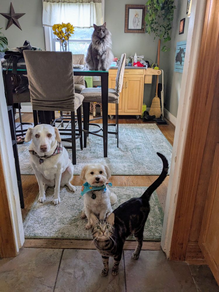 Picture of a pale yellow lab, fluffy small white poodle mix, and skinny tabby cat in a doorway. A large fluffy gray cat did on a table behind them. The small dog is squinting and looking at the tabby unamused.