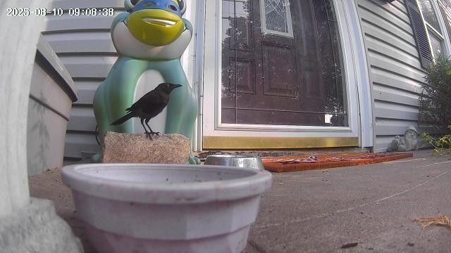 A grackle (black bird) on a cobblestone block on a porch at 9:08 am. Sitting in front of a frog blow mold wearing a Leonardo TMNT mask. There are cat food and water bowls on the porch.