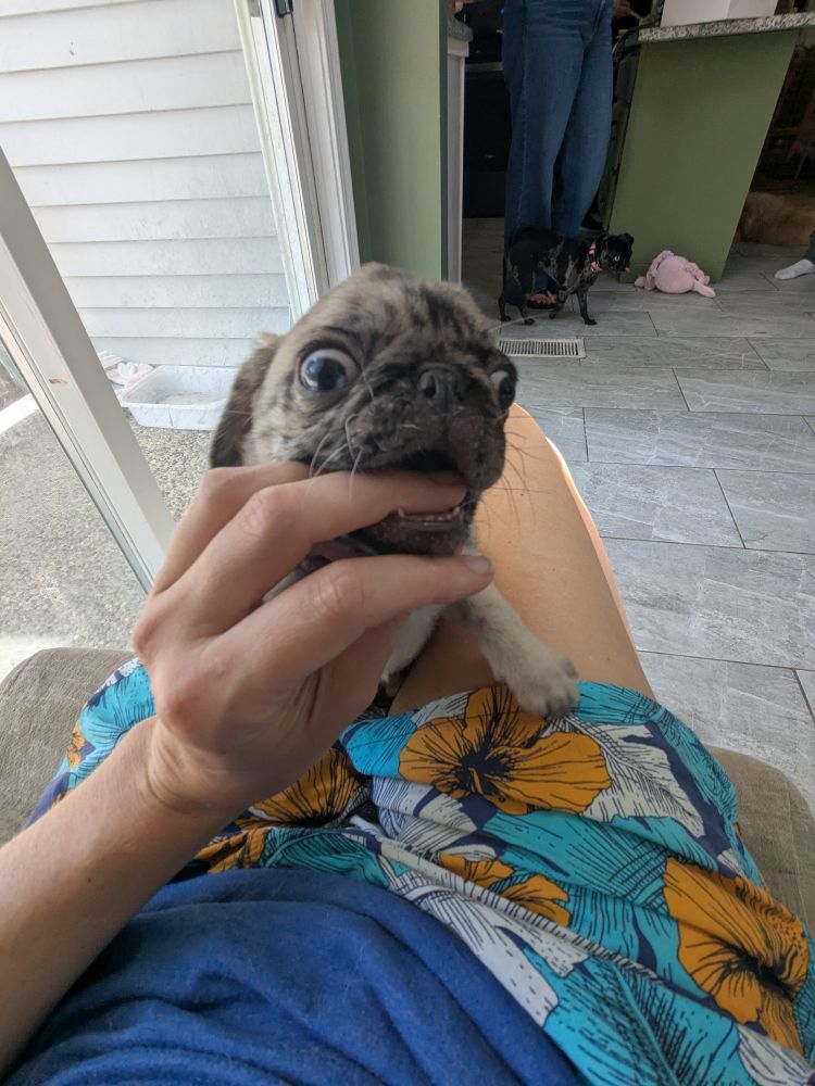 Few month old pug puppy in my lap chewing on my fingers. Her eyes look crazy.