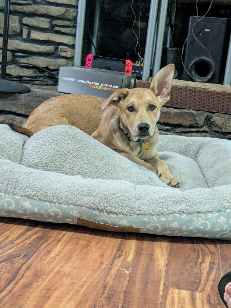 A 30ish lb 6 month old mutt of a blondish brown puppy laying on a dog bed. She has glorious ears and the right one is laid down while the left one is straight up in the air.