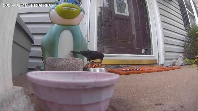 A grackle standing on a mountain of cat kibble piled in a metal bowl on a porch and eating from it.