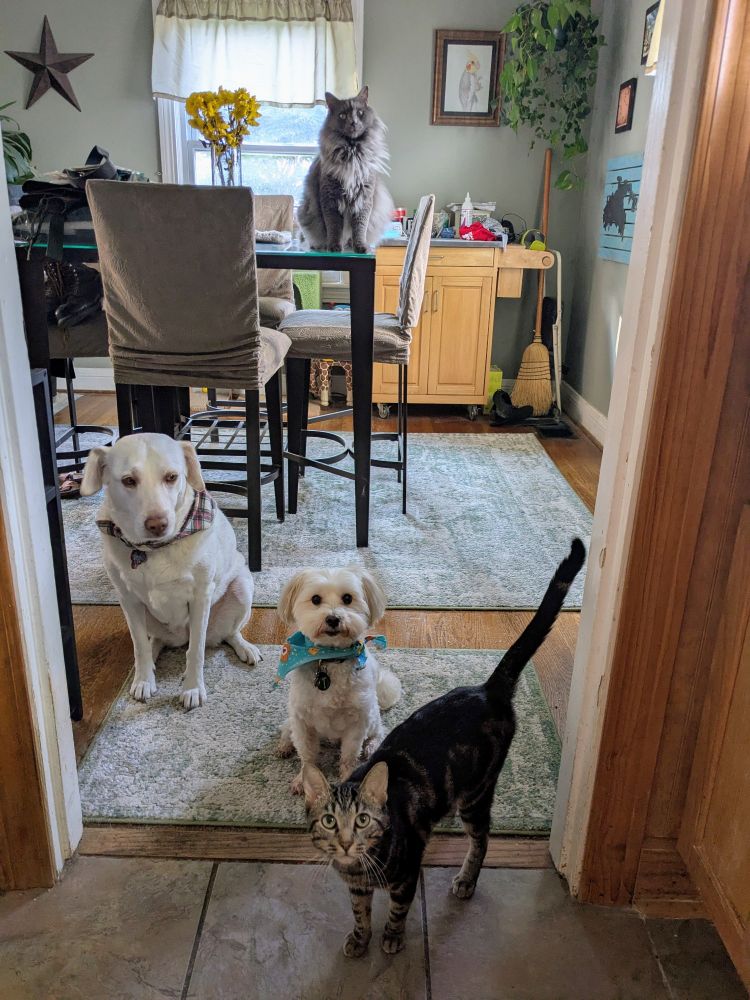 Picture of a pale yellow lab, fluffy small white poodle mix, and skinny tabby cat in a doorway. A large fluffy gray cat did on a table behind them. The lab is giving the other dog major side eye.