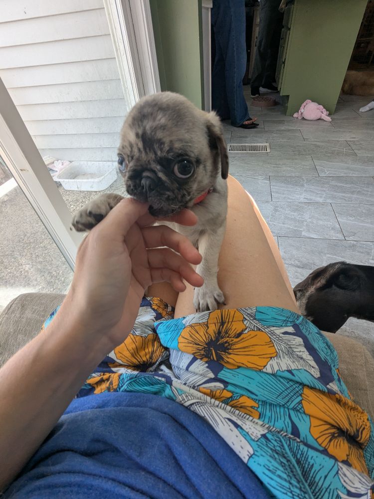Few month old pug puppy in my lap chewing on my fingers. Little potato.