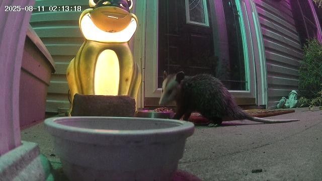 A small, young, dark possum on a porch at night standing in front of a cat food bowl about to eat. This is Blaze.
