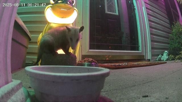 A p*ssum sitting on a cobblestone block in front of a frog blow mold on a porch at night. He is about to eat cat food from a bowl sitting at the end of the block. This is Alfredo.