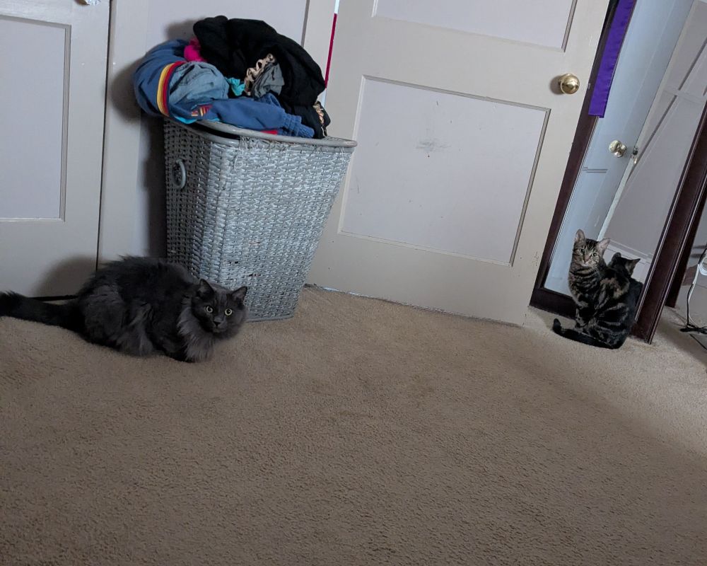 Picture taken from bed looking towards bedroom door. A large fluffy gray cat is laying next to a hamper on the left side and a skinny tabby is sitting in front of a full length mirror next to the door on the right side.