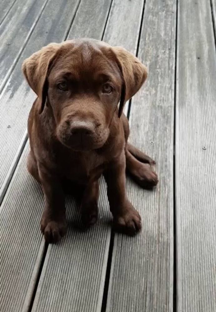 Brown Labrador Puppy GIF