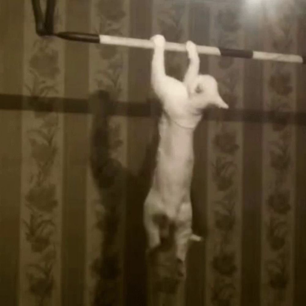 a white cat is hanging from a bar in a black and white photo .